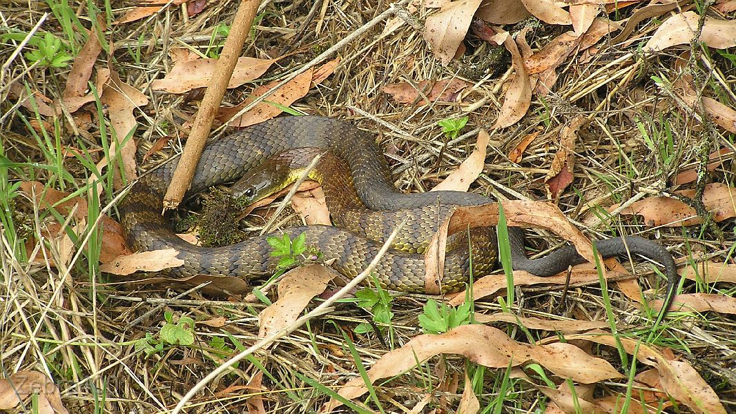 15-1.5 metre Tiger Snake checks us out at Lake Elizabeth.JPG